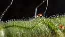 Two-spotted spider mite Tetranychus utricae