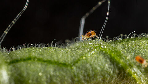 Two-spotted spider mite Tetranychus utricae