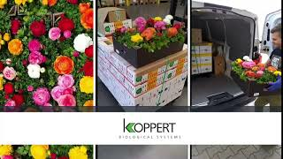 Koppert wspiera rynek kwiatowy - kwiecień 2020 Koppert wspiera rynek kwiatowy - kwiecień 2020