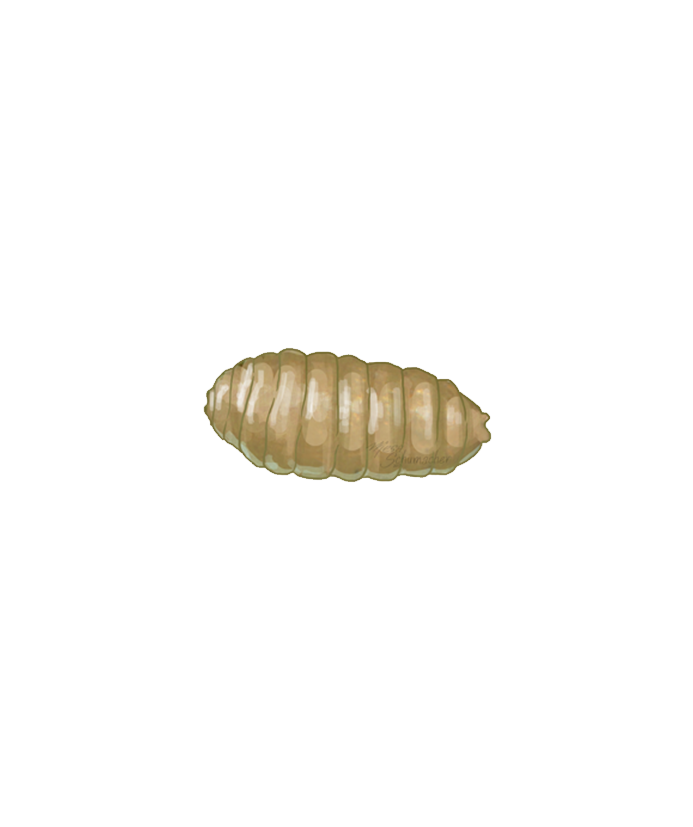 Tomato leaf miner Liriomyza bryoniae pupa
