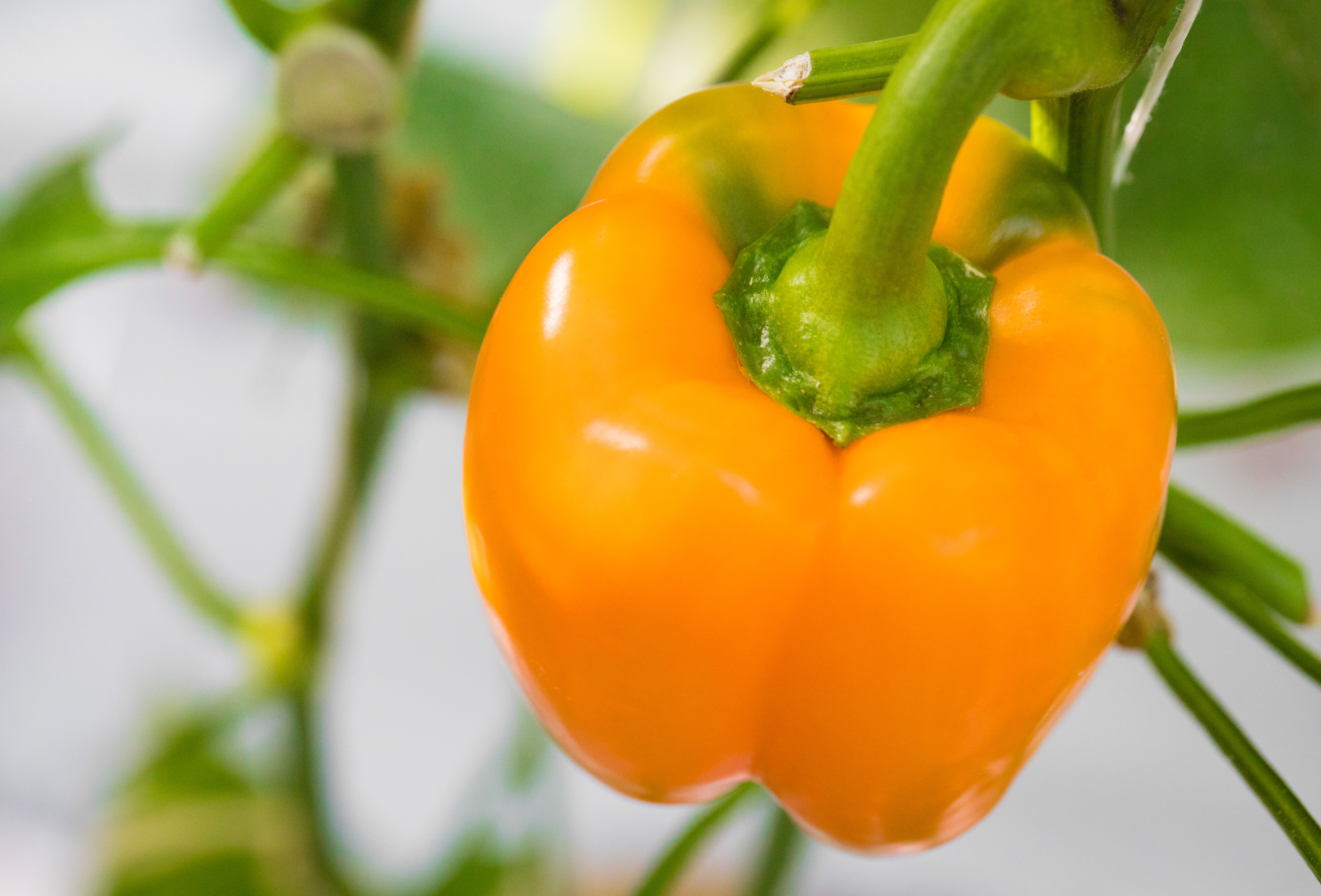 Konferencja "Ochrona i biostymulacja papryki"