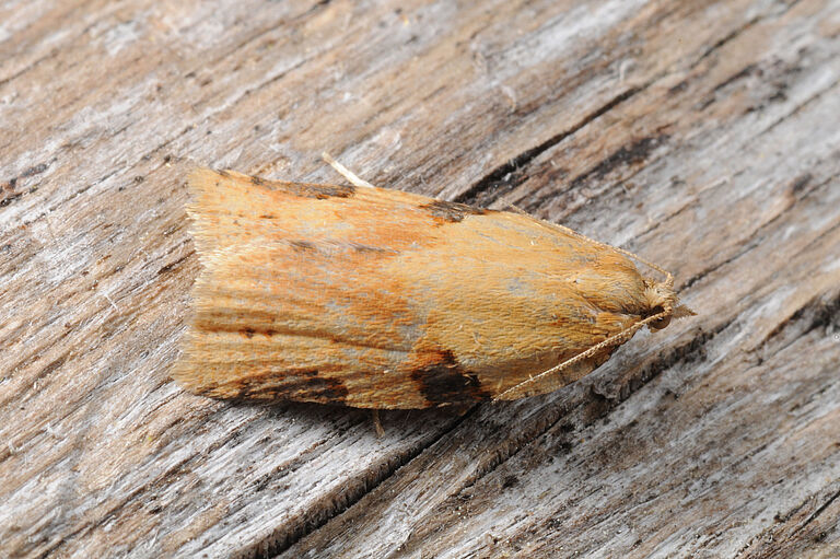 Oblique-banded caterpillar Clepsis spectrana Adult
