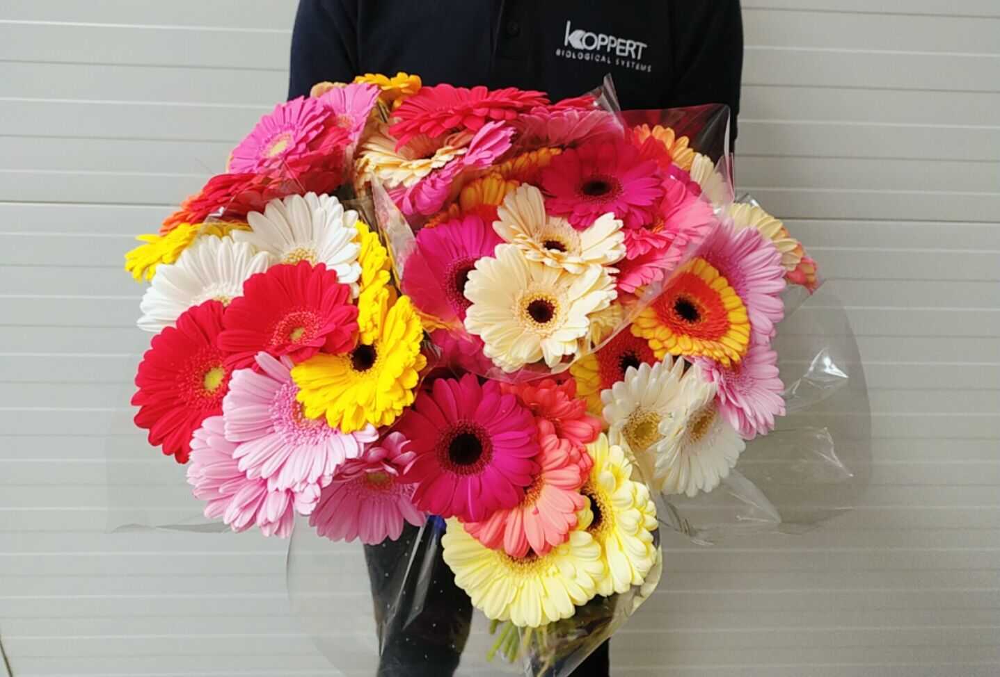 Koppert znowu pomaga!