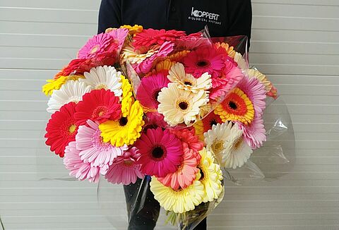 Koppert znowu pomaga!