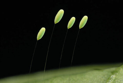 Skuteczne zwalczanie szkodników dzięki produktowi Chrysopa-E!