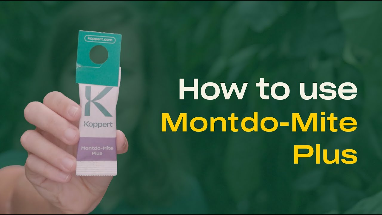 How to use Montdo-Mite Plus from Koppert