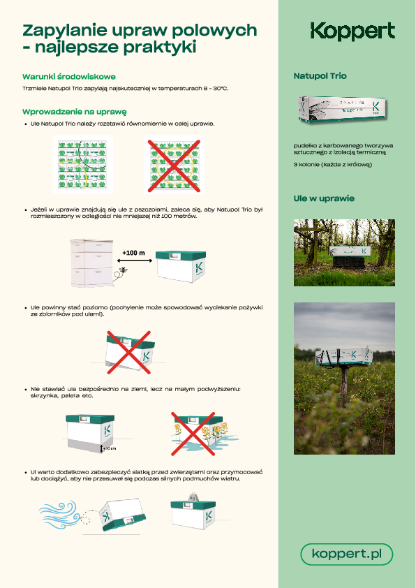 Zapylanie w polu – najlepsze praktyki