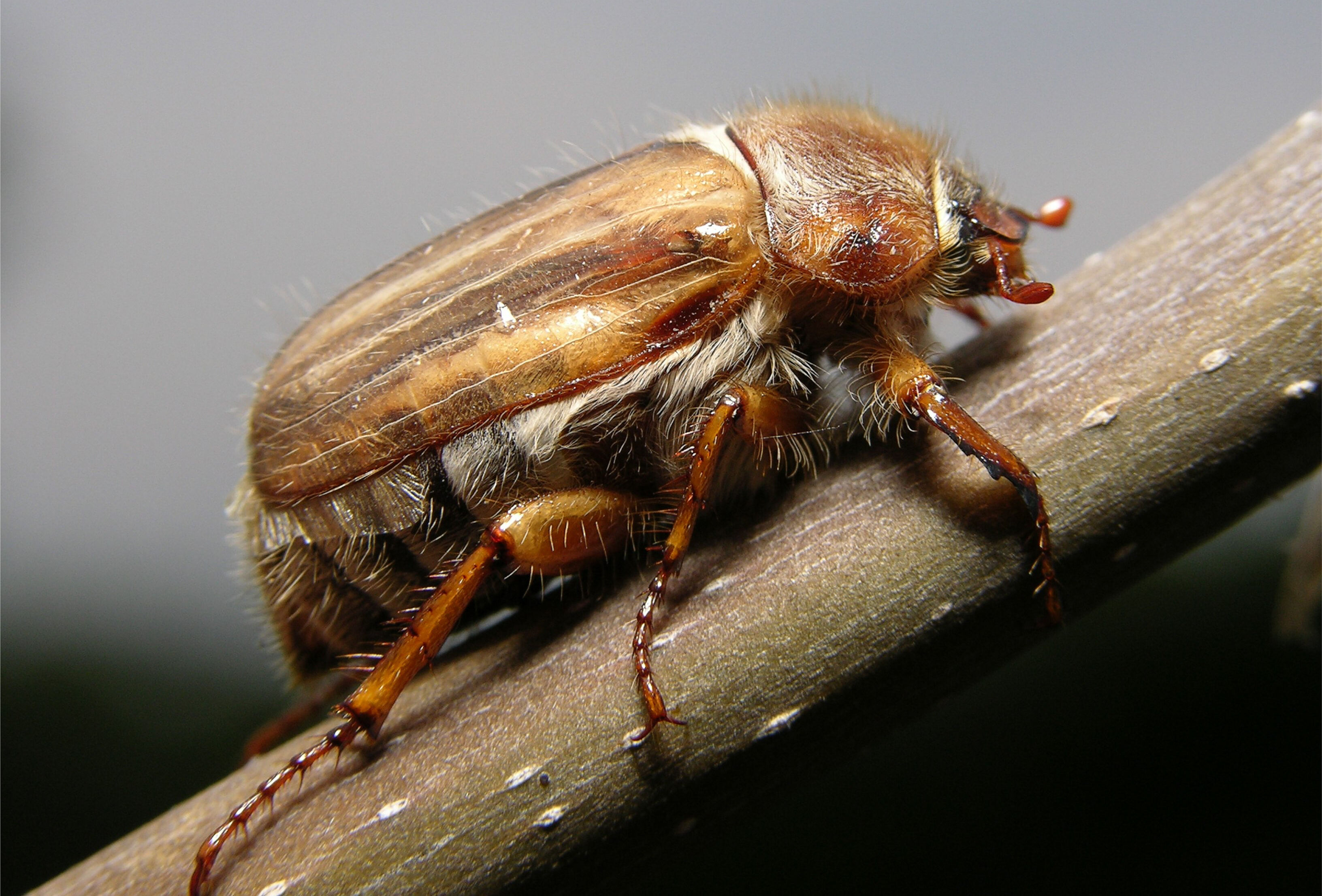 Jak działają nicienie entomopatogeniczne i dlaczego są tak skuteczne?