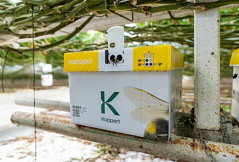 Jak chronić trzmiele w niskich temperaturach?