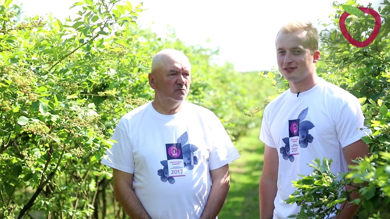 Racjonalne wykorzytanie trzmieli na plantacjach borówki