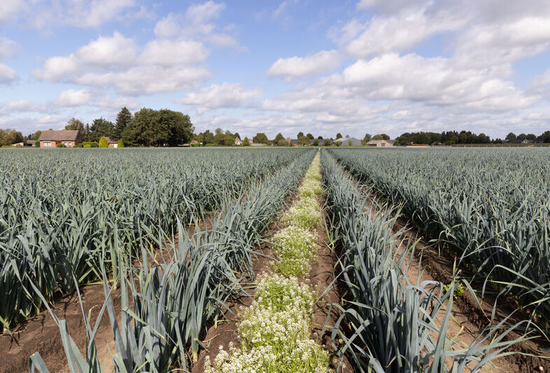 Naturalne zwalczanie wciornastków w uprawie pora za pomocą dziubałeczka wielożernego