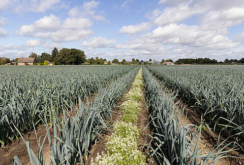 Naturalne zwalczanie wciornastków w uprawie pora za pomocą dziubałeczka wielożernego