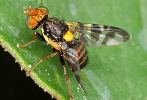 Nasionnica trześniówka