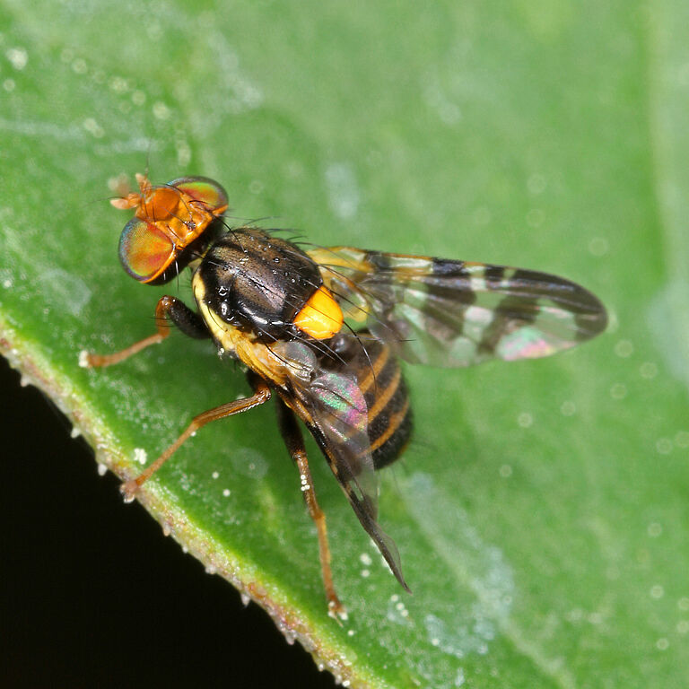 The European cherry fruit fly Rhagoletis cerasi