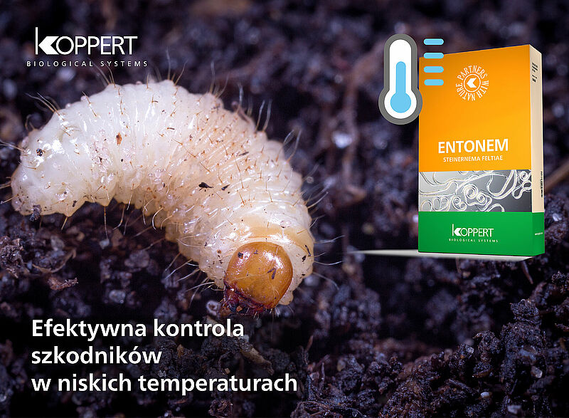 Entonem działa również w niskich temperaturach