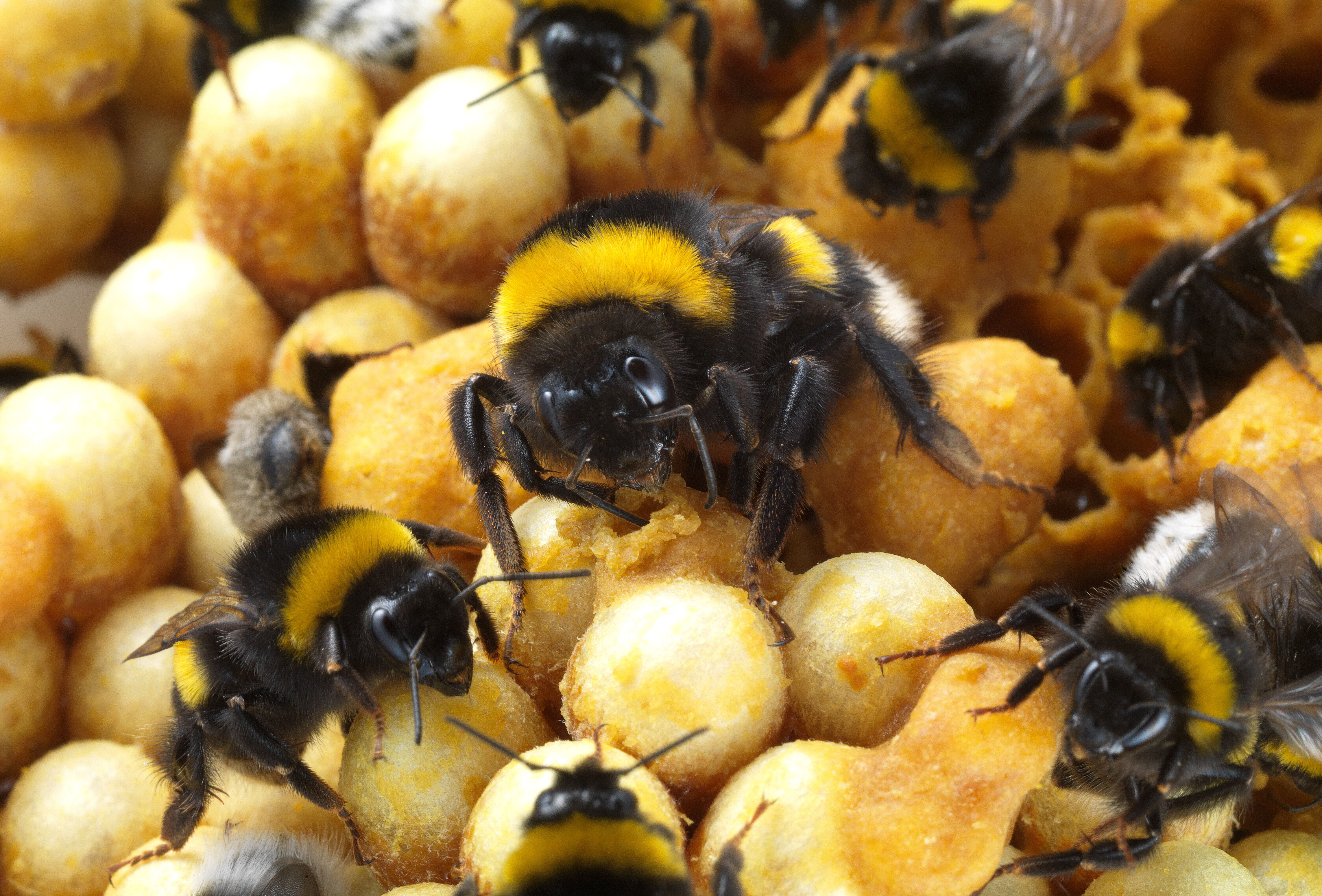 Ule Natupol - czasowa rezygnacja z warstwy bawełny