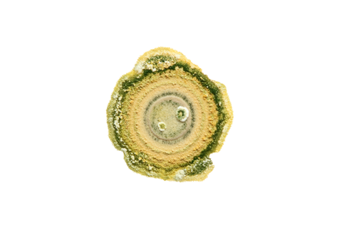 Zarządzanie chorobami roślin