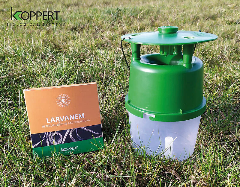 BUXatrap i LARVANEM