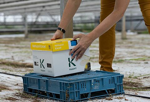 Optymalne rozmieszczenie uli trzmieli