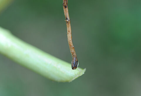 Czarna zgnilizna korzeni dyniowatych