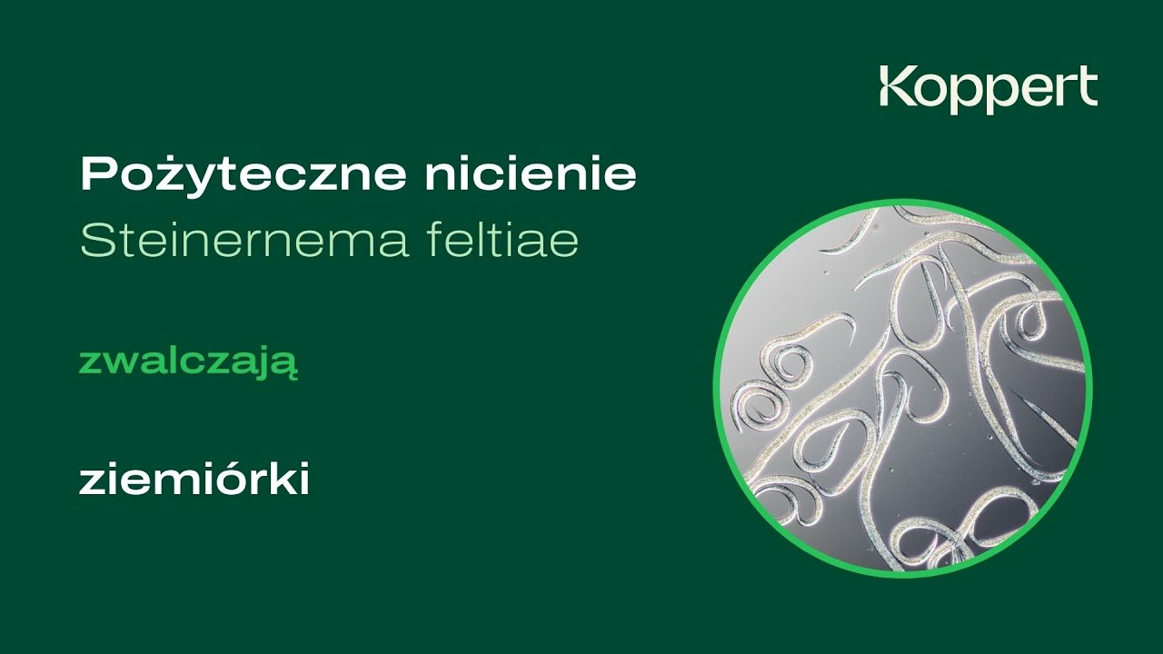 Pożyteczne nicienie Steinernema feltiae skutecznie zwalczają ziemiórki | Koppert Polska