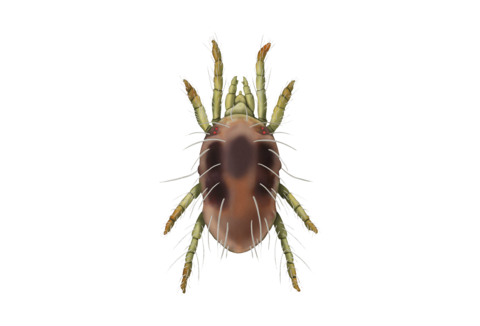 Przędziorkowate i inne roztocza