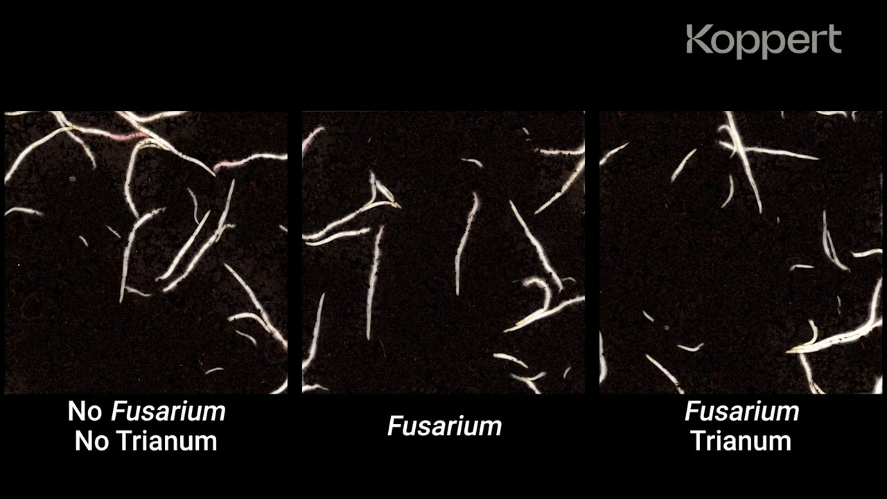 Trichoderma harzianum T22 combats Fusarium Trichoderma harzianum T22 combats Fusarium