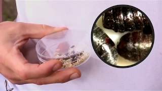 Appiwasp - produkt Koppert na muchy w stajniach i oborach