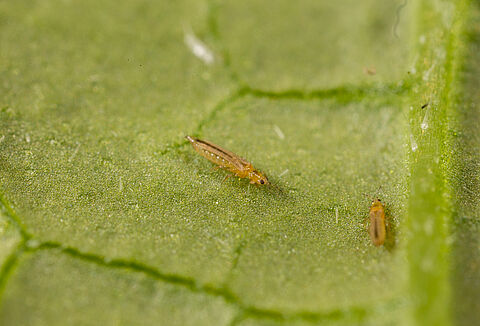 Wciornastek w ogórkach - co robić?