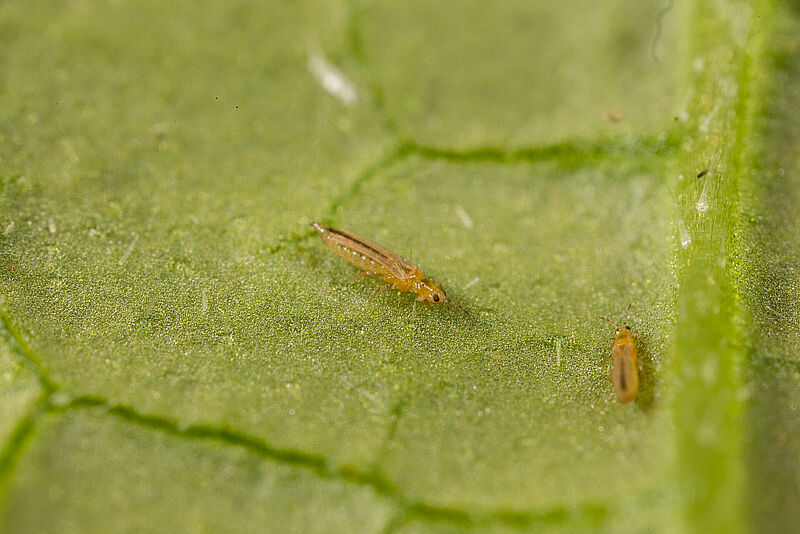Frankliniella_occidentalis_Koppert_BIological_Systems-16.jpg