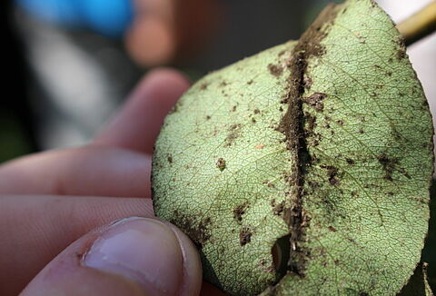 Miodówka gruszowa plamista