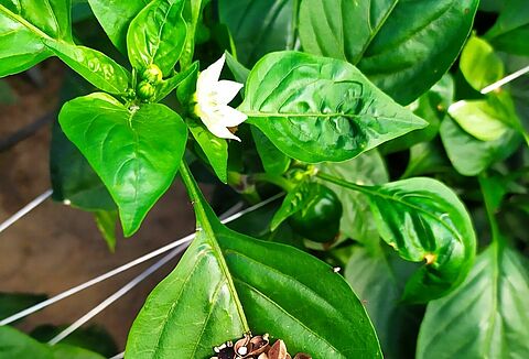 Ochrona biologiczna w uprawie papryki pod osłonami