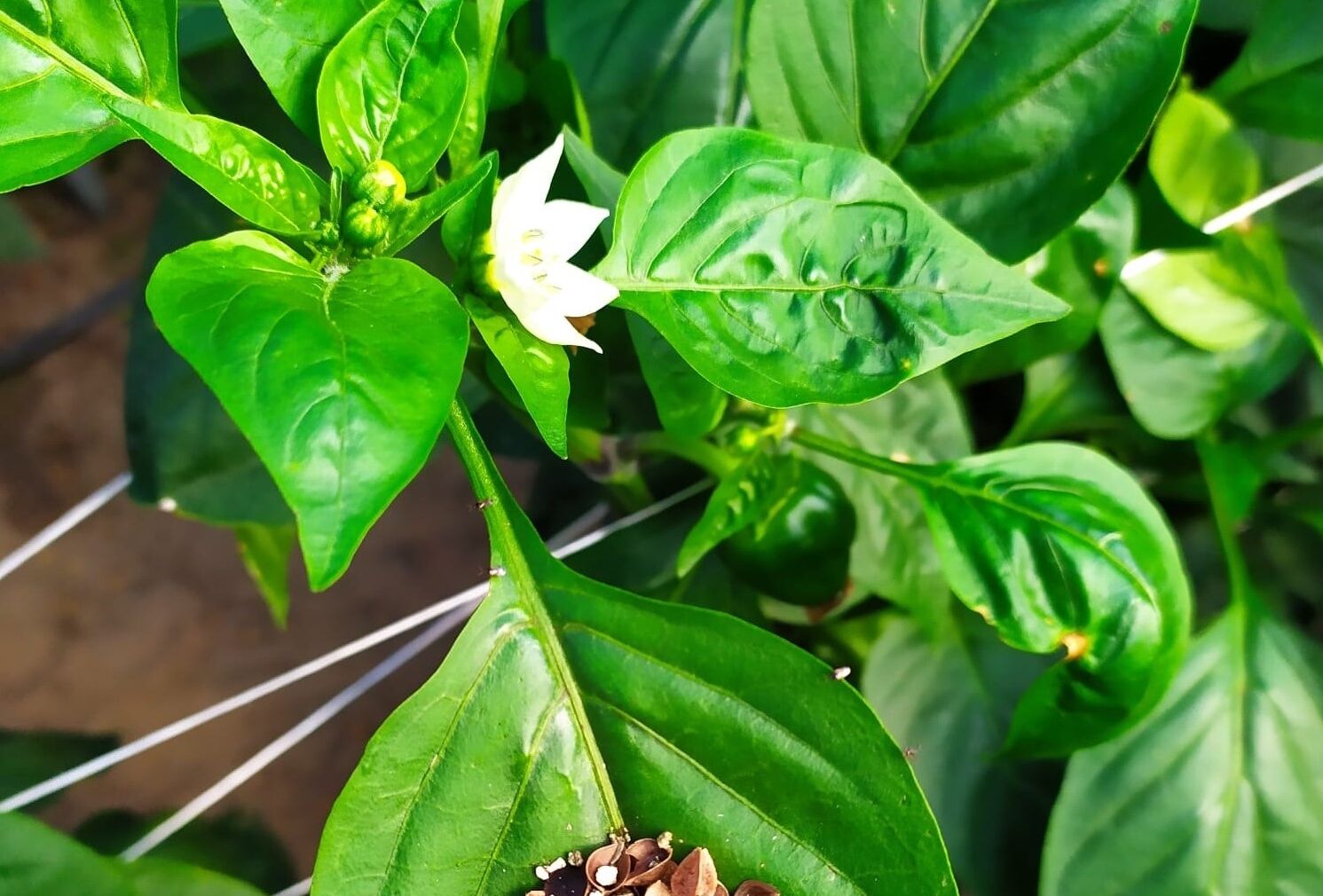 Ochrona biologiczna w uprawie papryki pod osłonami