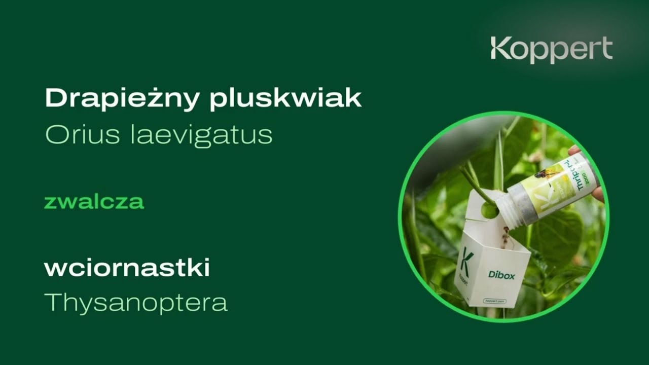 Zwalczanie wciornastka | Thripor-L | Orius laevigatus | Koppert Polska