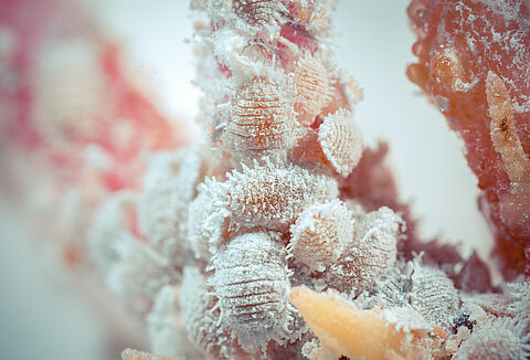 Wełnowiec cytrusowiec