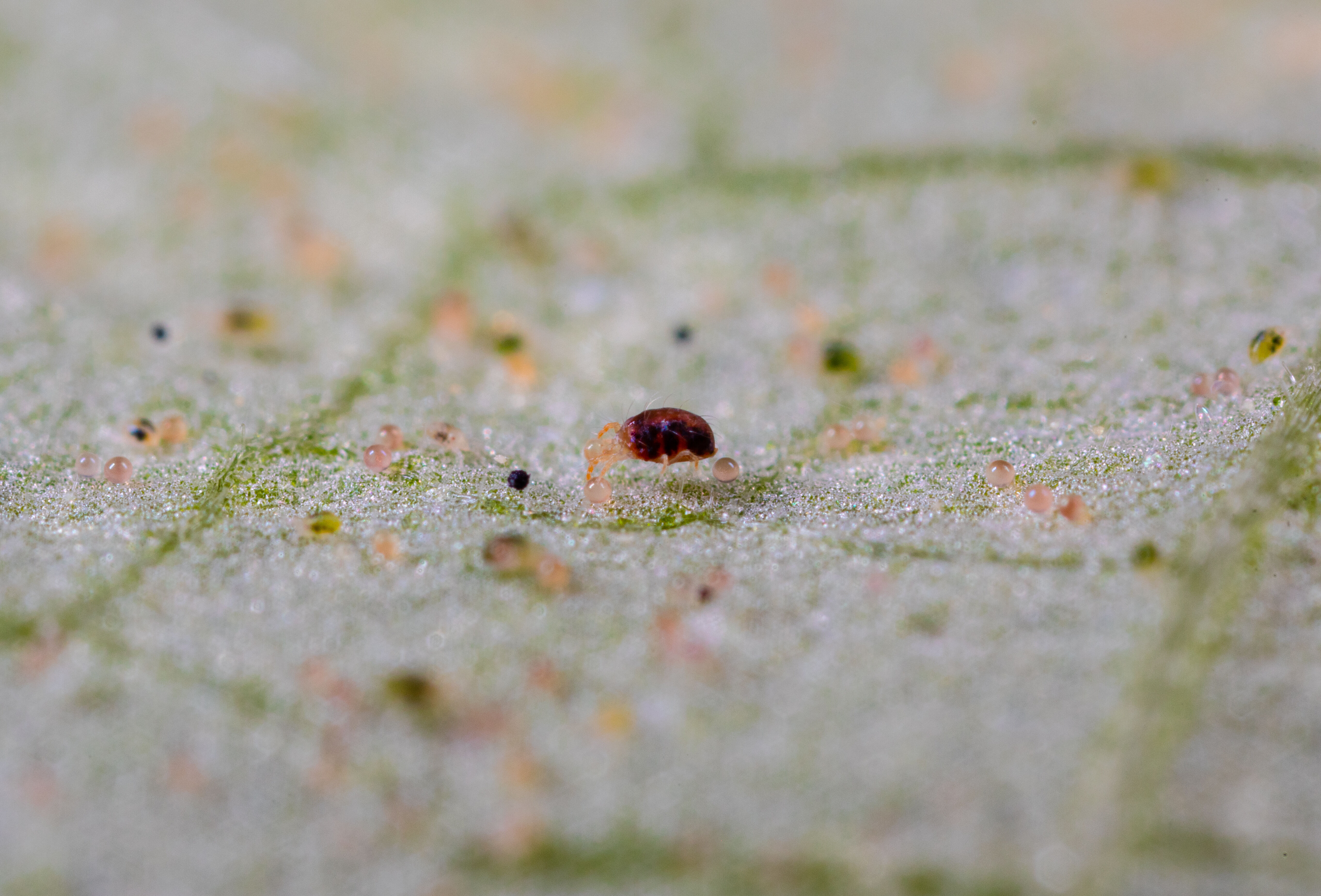 Jak skutecznie zwalczyć przędziorka w pomidorze?