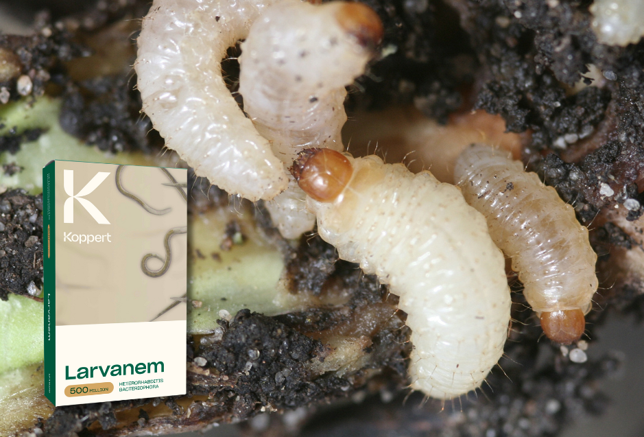 Pędraki - gryzący problem w wielu uprawach