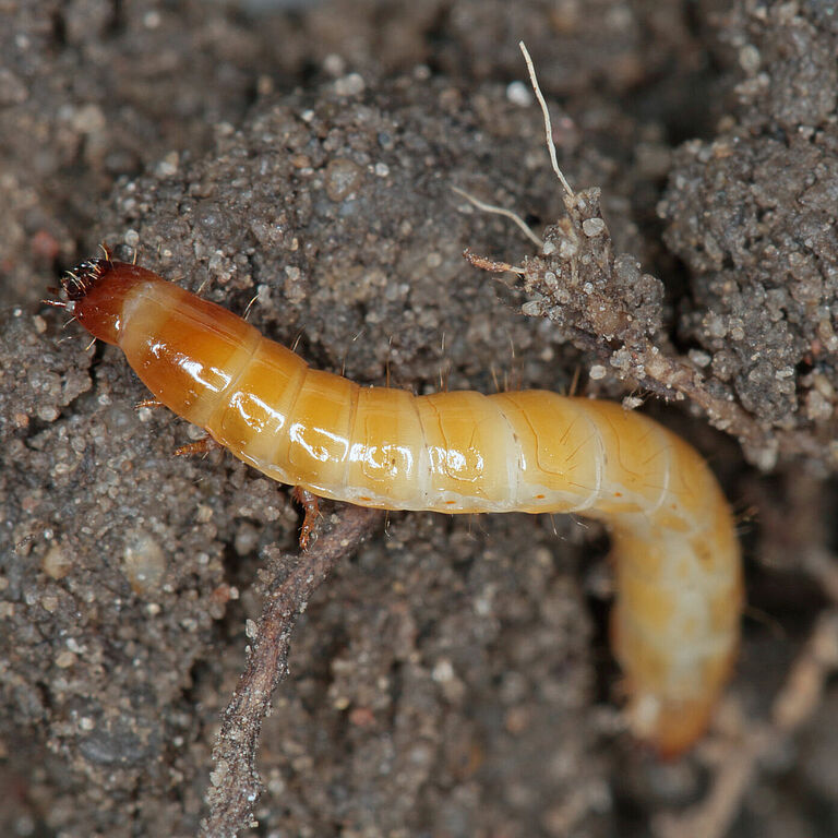 Wireworms - Larvae of Agriotes a species of beetle from the family of Elateridae. It is commonly known as the lined click beetle