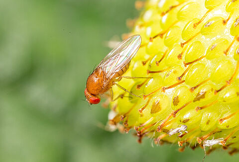 Muszka plamoskrzydła - groźny szkodnik owoców miękkich