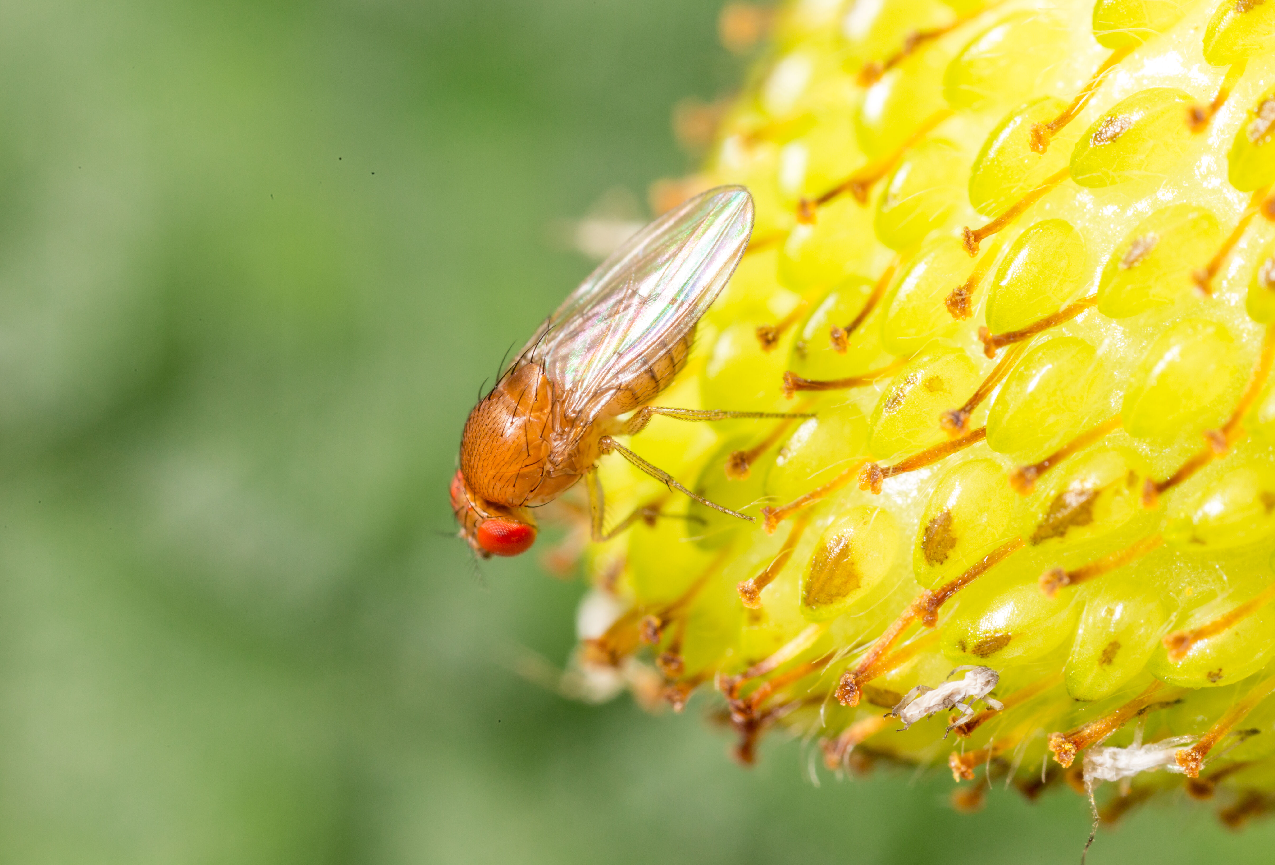 Muszka plamoskrzydła - groźny szkodnik owoców miękkich