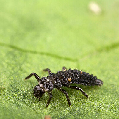 Stadium larwalne Adalia bipunctata