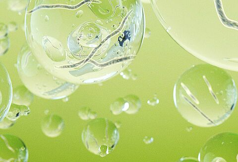 Pożyteczne nicienie do zwalczania szkodników w uprawach polowych