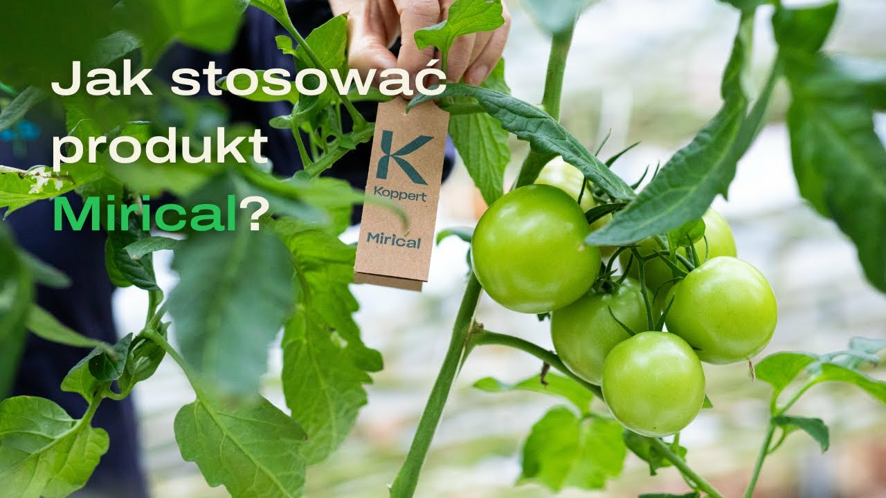 Jak stosować Mirical | Koppert Polska Jak stosować Mirical | Koppert Polska