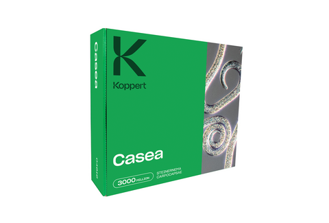 Casea
