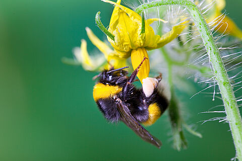 Porady dotyczące zapylania w warunkach zimowych