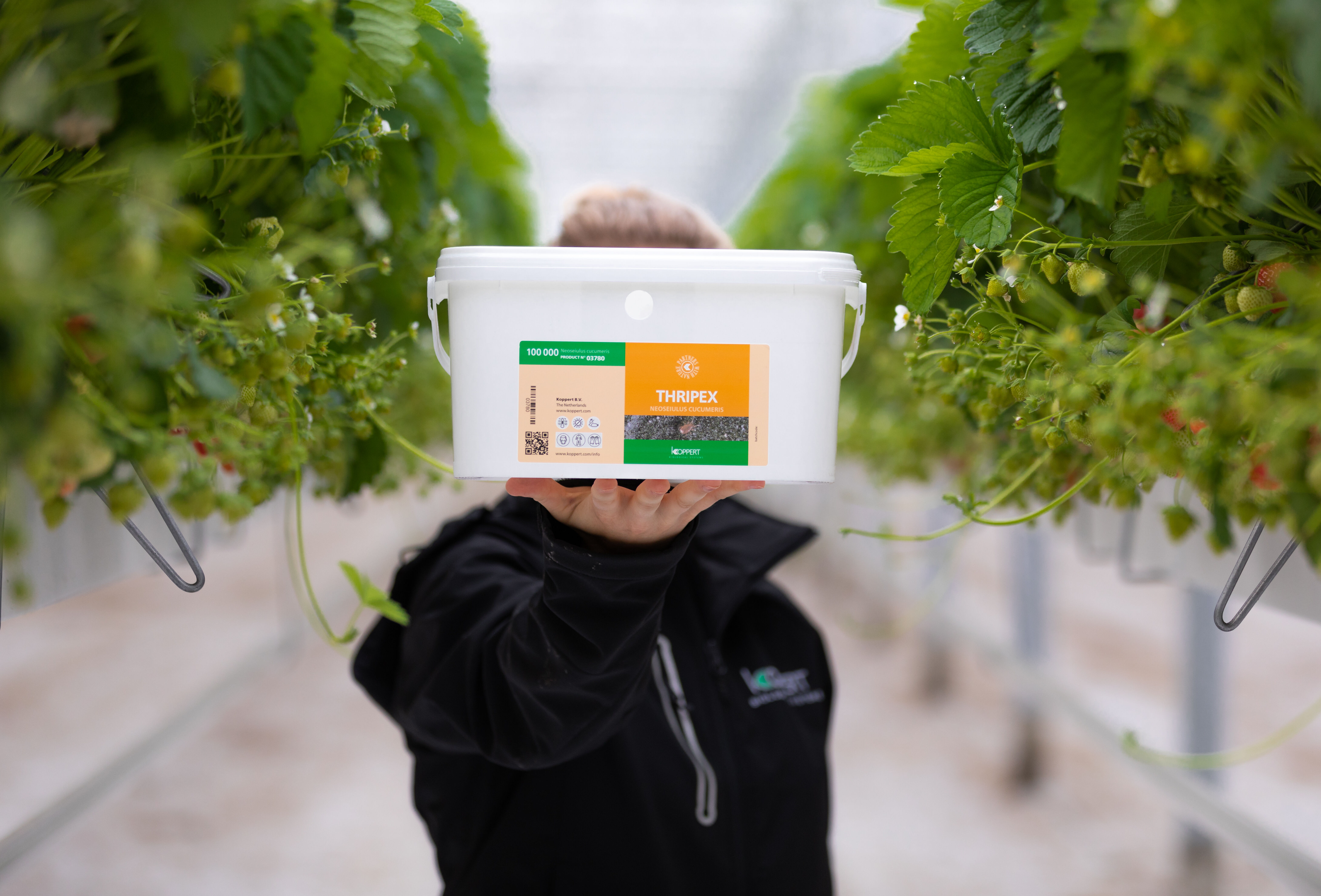 Thripex - zmiana roztocza żywicielskiego