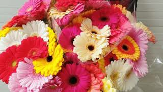 Koppert wspiera producentów gerber i dostarcza swoim klientom bukiety Koppert wspiera producentów gerber i dostarcza swoim klientom bukiety