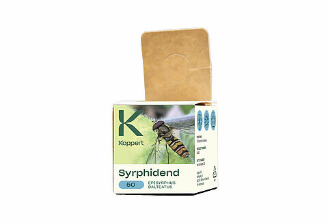 Syrphidend