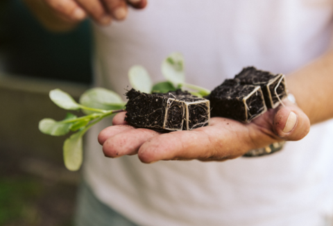 Zdrowa rozsada warzyw – klucz do wysokich plonów
