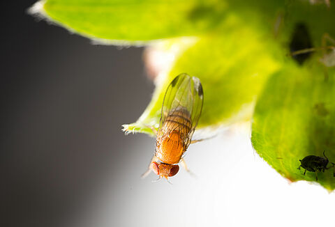 Adult form of the fruit fly Spotted Wing Drosophila Drosophila suzukii